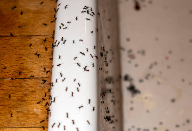 Best Ant Control Services  in Lisbon Falls, ME